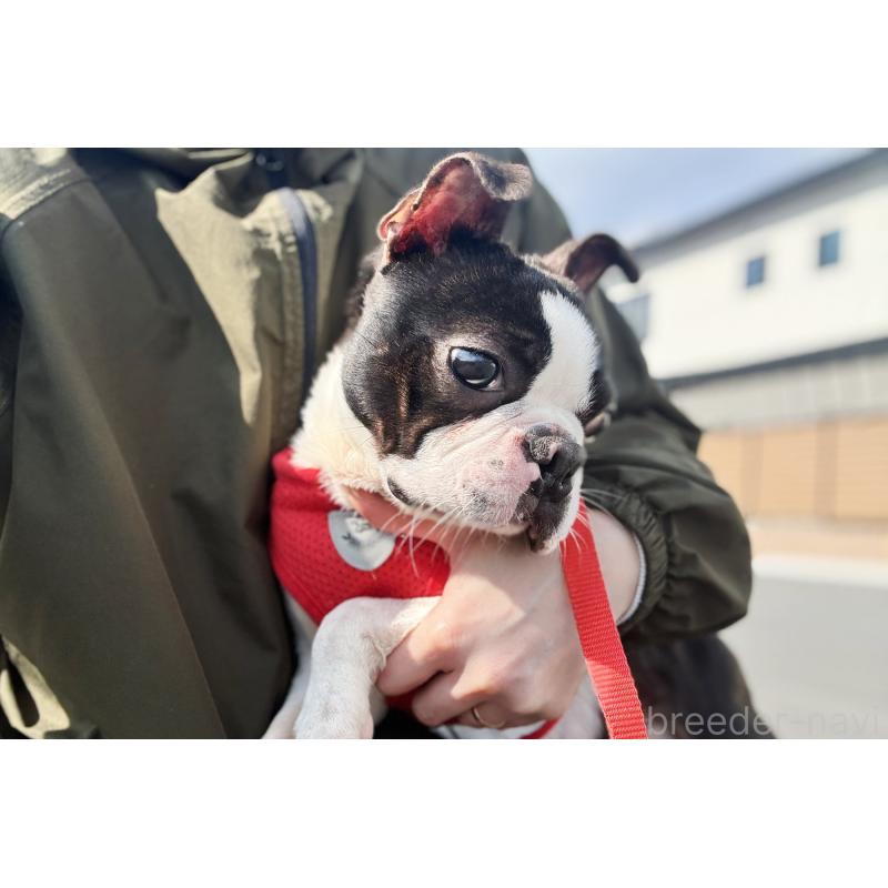 販売中の京都府のボストンテリア-403329の4枚目