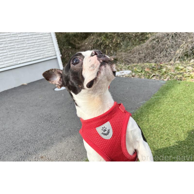 販売中の京都府のボストンテリア-403329の3枚目