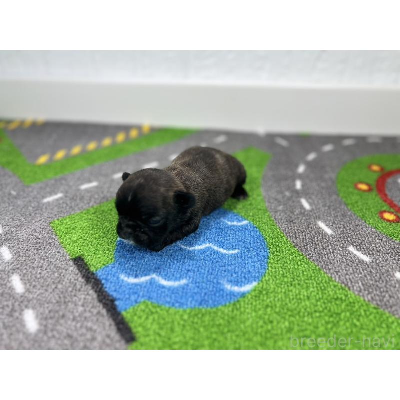 販売中の愛知県のフレンチブルドッグ-443995の6枚目