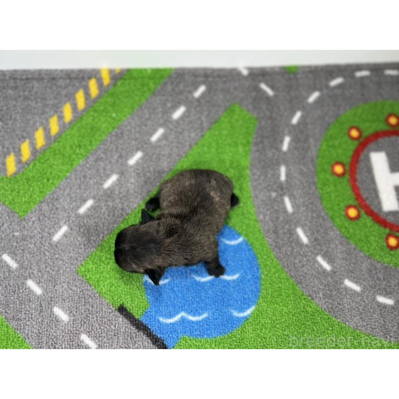 販売中の愛知県のフレンチブルドッグ-443995の5枚目