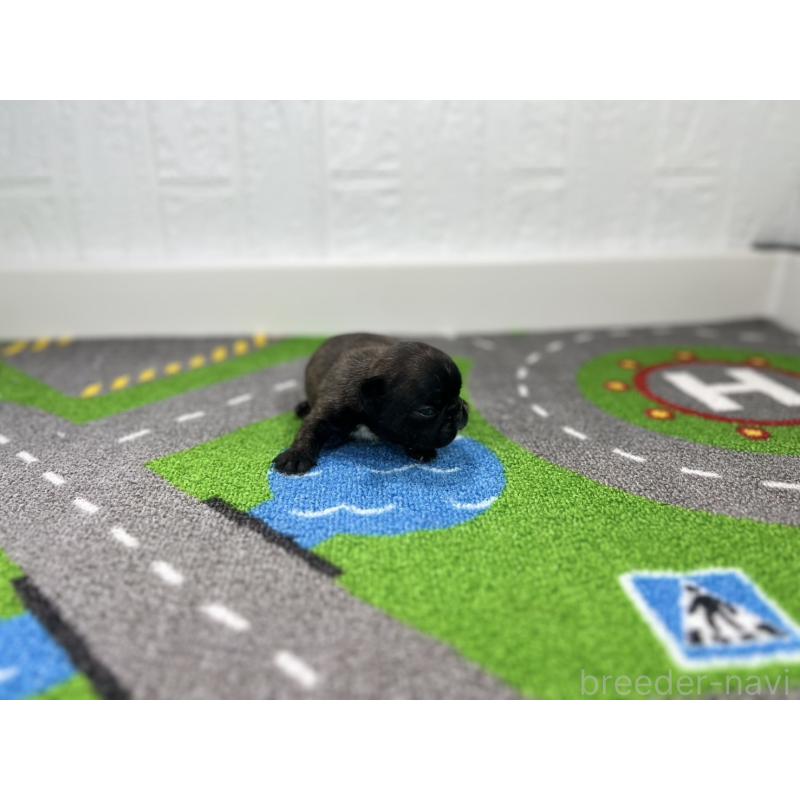 販売中の愛知県のフレンチブルドッグ-443995の4枚目