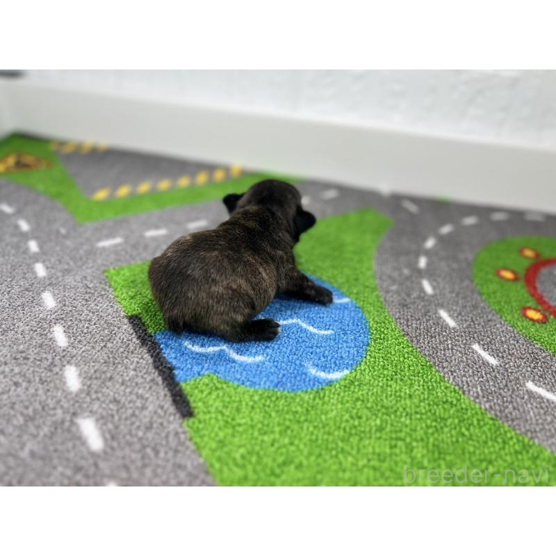 販売中の愛知県のフレンチブルドッグ-443995の2枚目