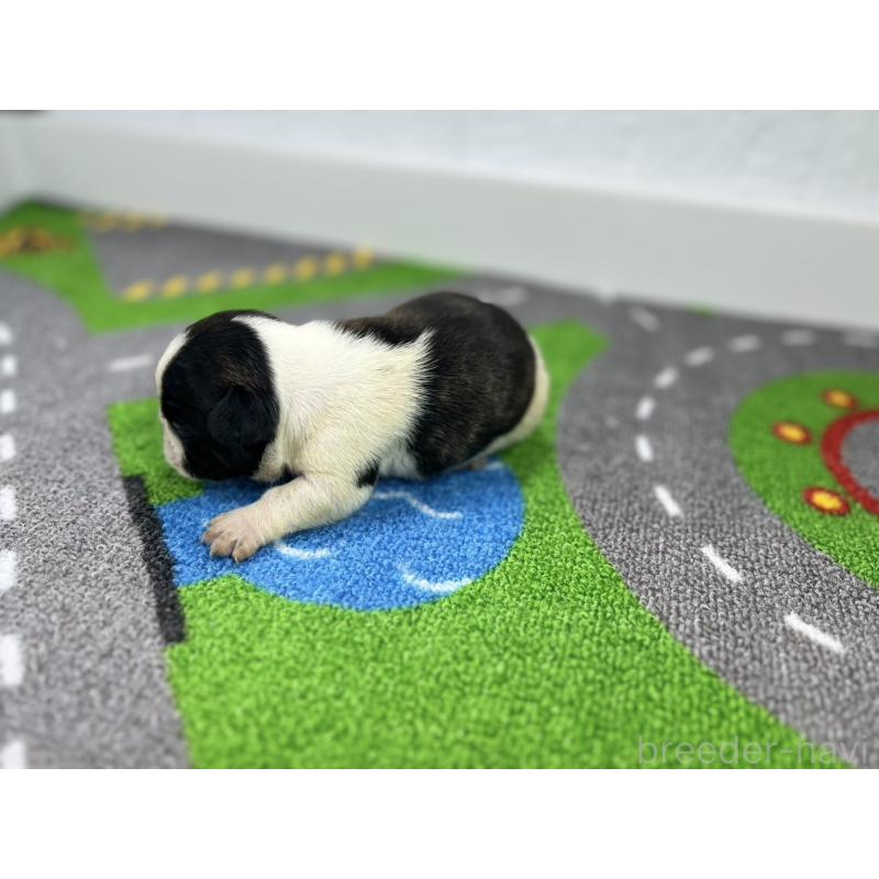 販売中の愛知県のフレンチブルドッグ-443996の6枚目