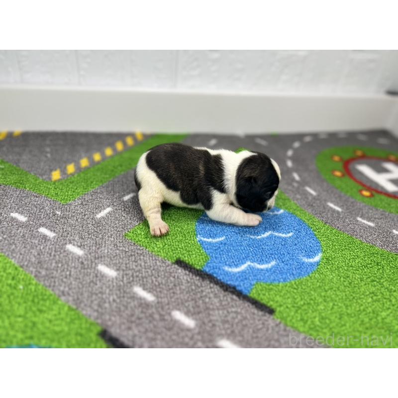 販売中の愛知県のフレンチブルドッグ-443996の2枚目