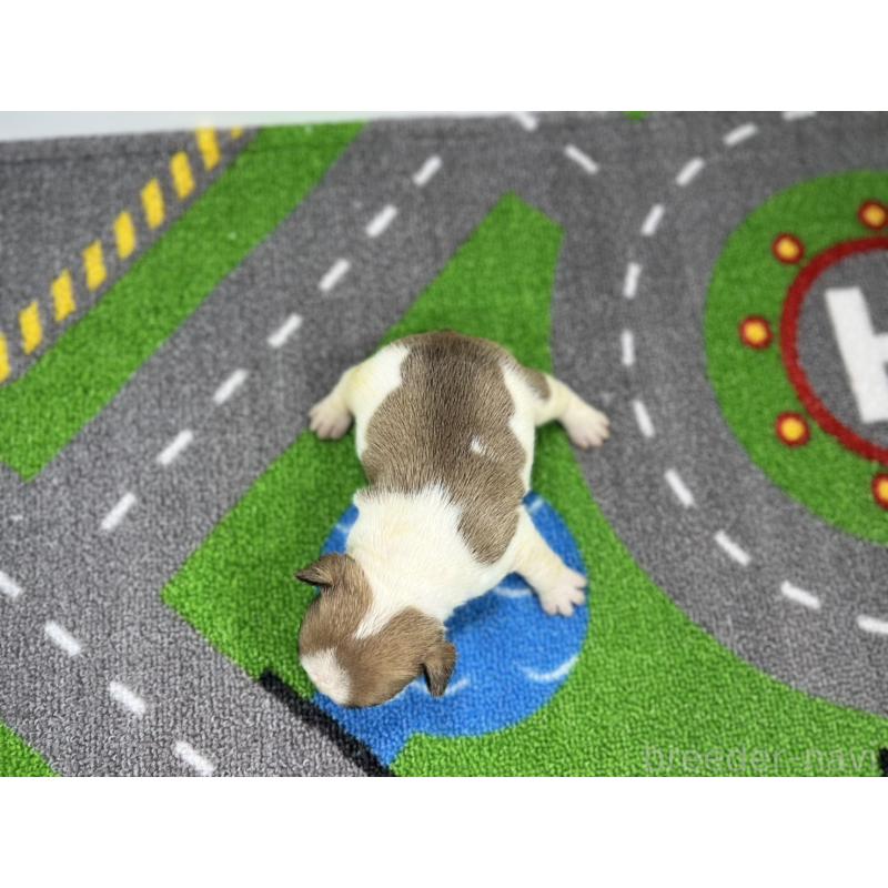 販売中の愛知県のフレンチブルドッグ-443997の4枚目