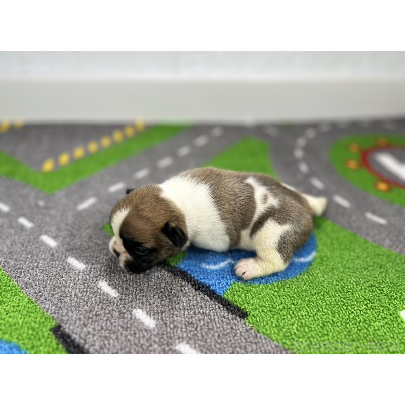 販売中の愛知県のフレンチブルドッグ-443998の6枚目