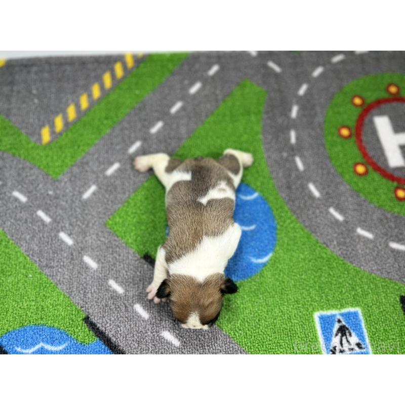 販売中の愛知県のフレンチブルドッグ-443998の5枚目