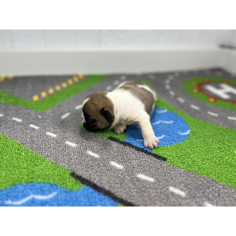 販売中の愛知県のフレンチブルドッグ-443998の4枚目