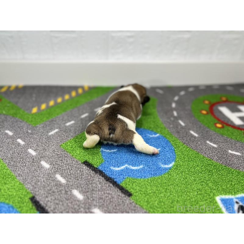 販売中の愛知県のフレンチブルドッグ-443998の3枚目