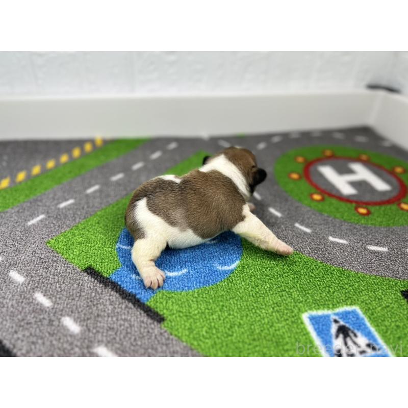 販売中の愛知県のフレンチブルドッグ-443998の2枚目