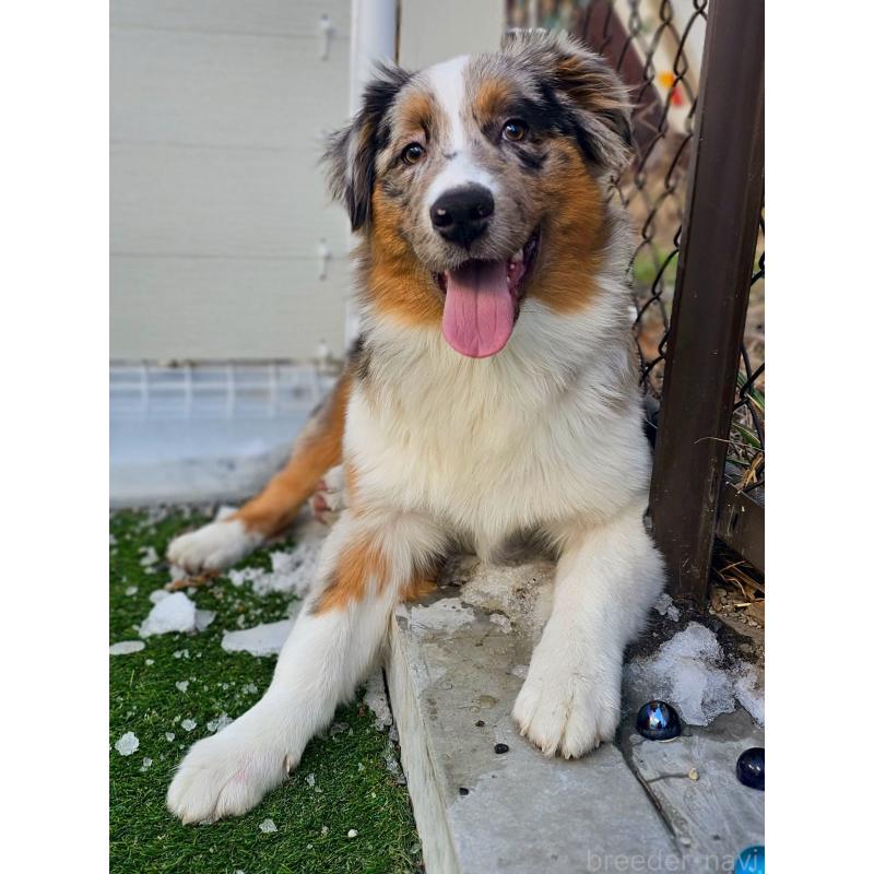 販売中の長野県のオーストラリアンシェパード-413861の3枚目