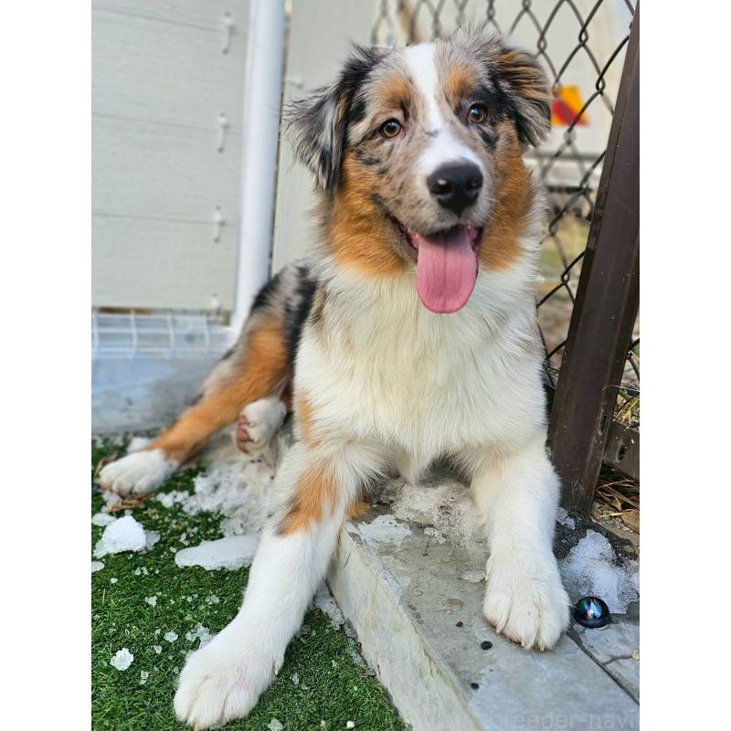 販売中の長野県のオーストラリアンシェパード-413861