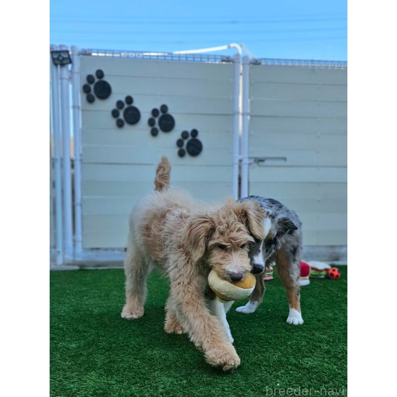 販売中の長野県のオーストラリアンシェパード-413861の2枚目