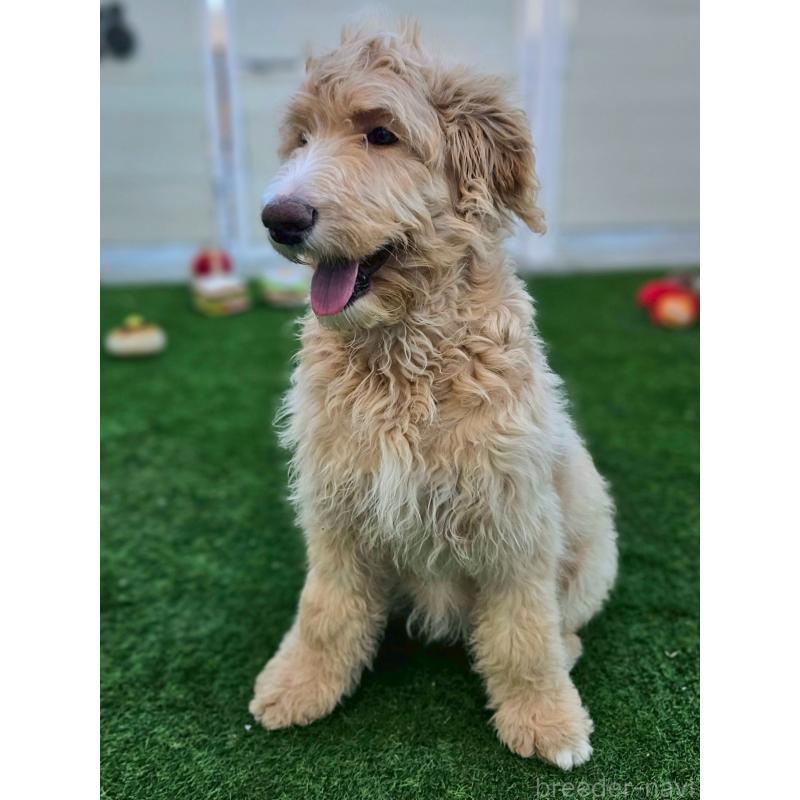 成約済の長野県のミックス犬-418629の1枚目