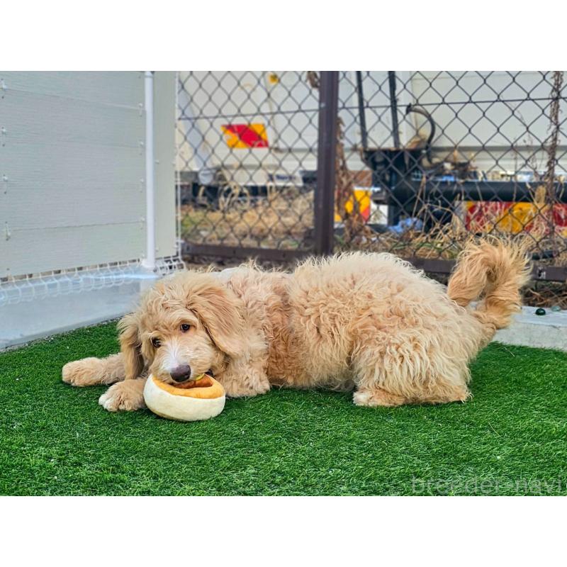 成約済の長野県のミックス犬-418629の7枚目