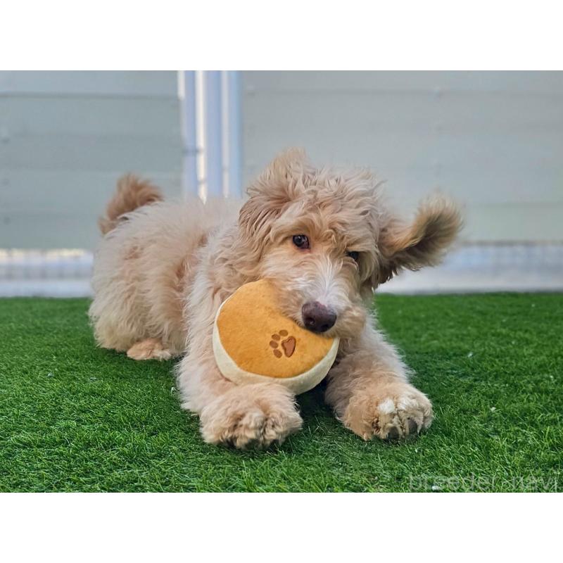 成約済の長野県のミックス犬-418629の6枚目