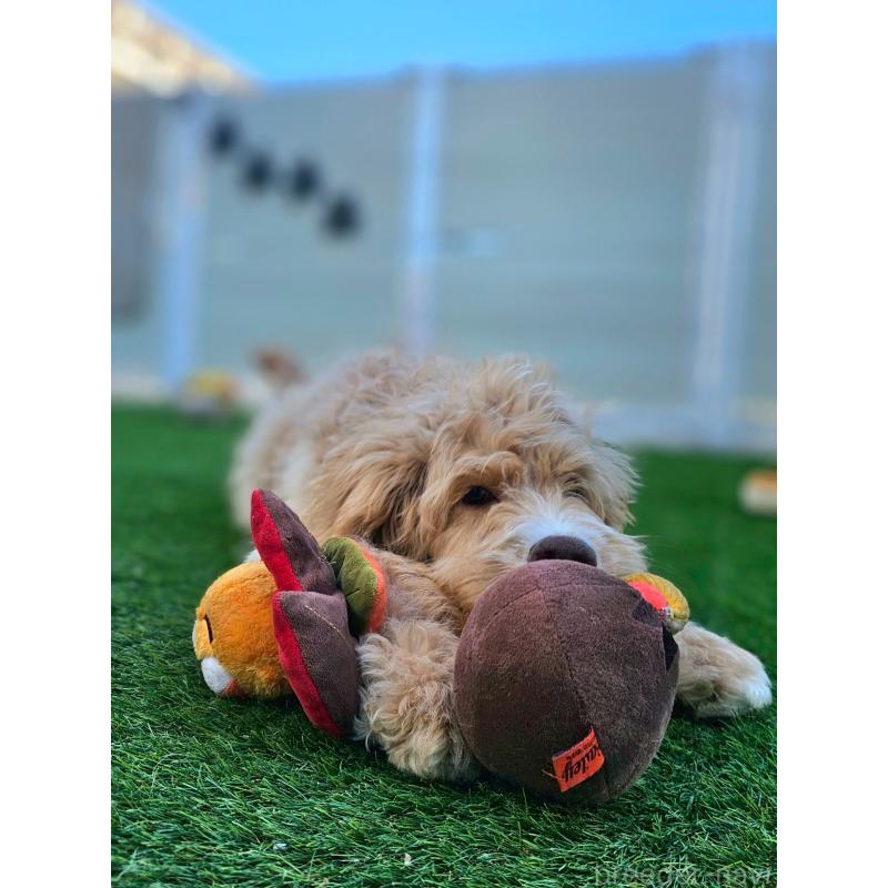 成約済の長野県のミックス犬-418629の5枚目