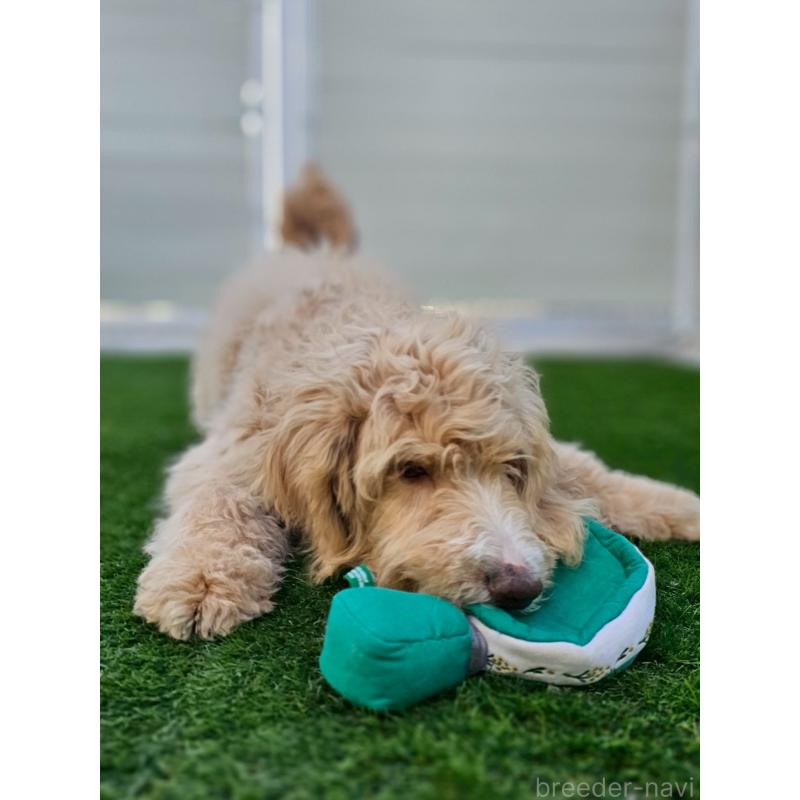 成約済の長野県のミックス犬-418629の4枚目