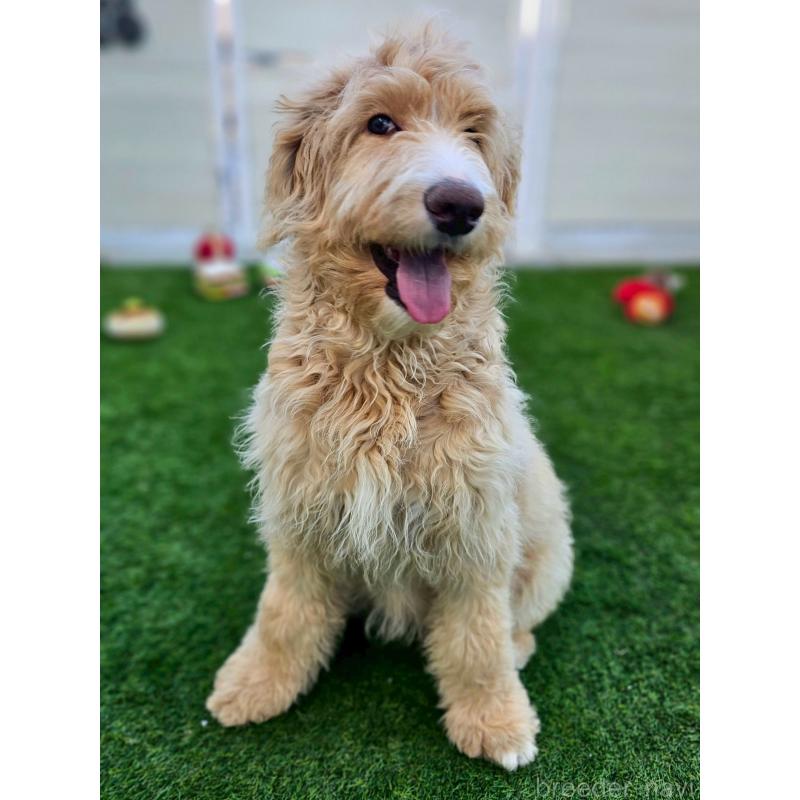 成約済の長野県のミックス犬-418629の3枚目