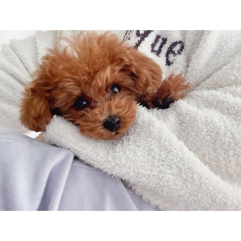 販売中の愛知県のティーカッププードル-428544の6枚目