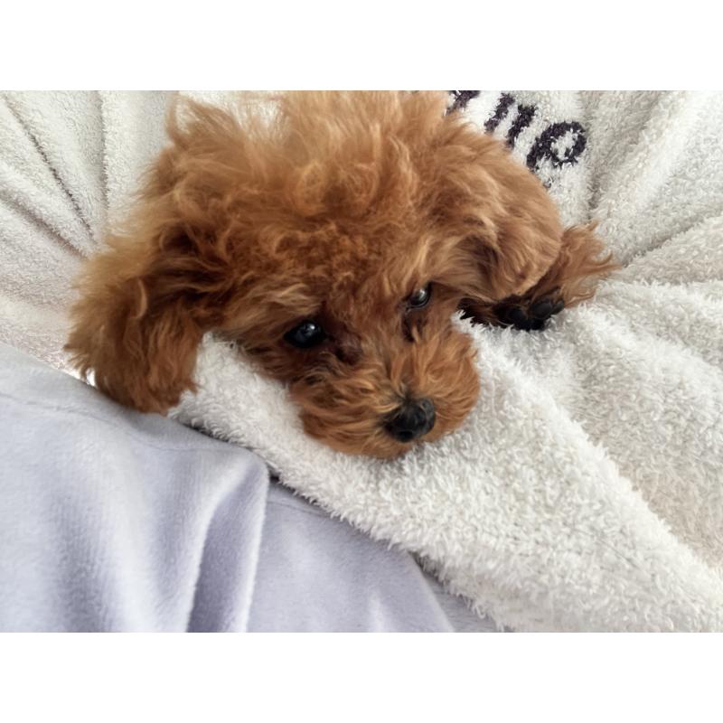 販売中の愛知県のティーカッププードル-428544の5枚目