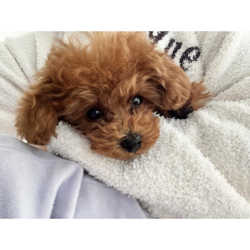 販売中の愛知県のティーカッププードル-428544の4枚目