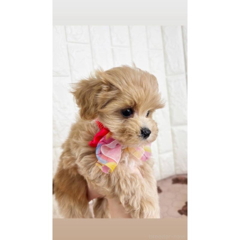 販売中の福岡県のマルプー:マルチーズ×トイプードル-443999の2枚目