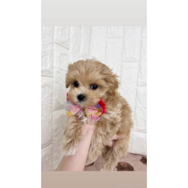 販売中の福岡県のマルプー:マルチーズ×トイプードル-443999の3枚目