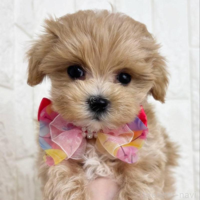 販売中の福岡県のマルプー:マルチーズ×トイプードル-443999の1枚目