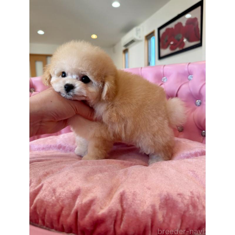 販売中の茨城県のティーカッププードル-444001の4枚目