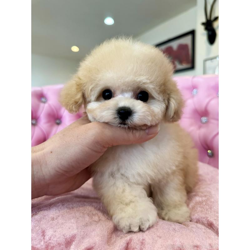 販売中の茨城県のティーカッププードル-444001の3枚目