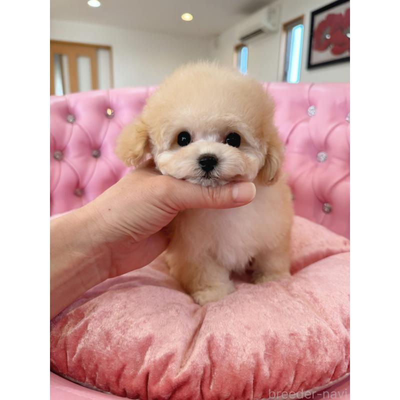 販売中の茨城県のティーカッププードル-444001の1枚目