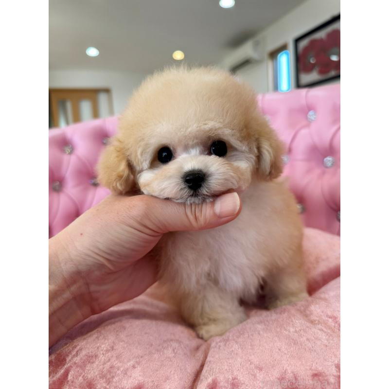 販売中の茨城県のティーカッププードル-444001の2枚目