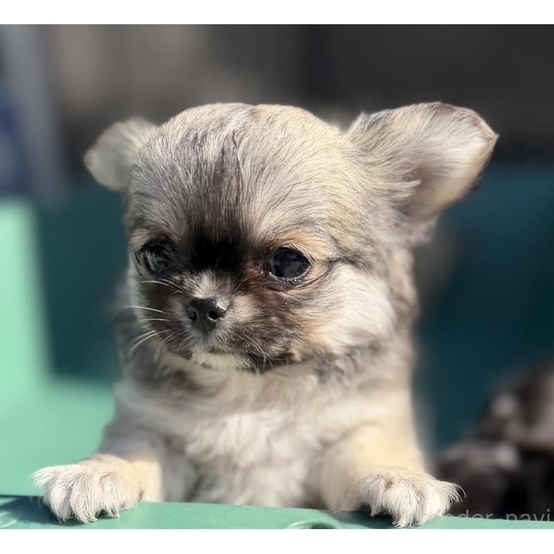 販売中の山梨県のチワワ(ロングコート)-431128の6枚目