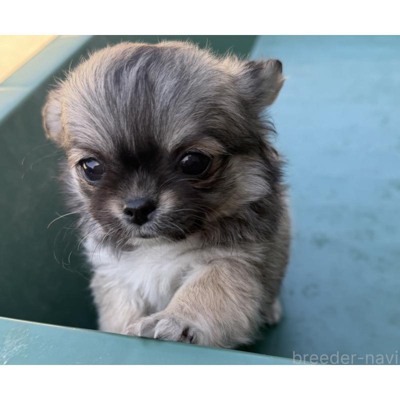 販売中の山梨県のチワワ(ロングコート)-431128の5枚目