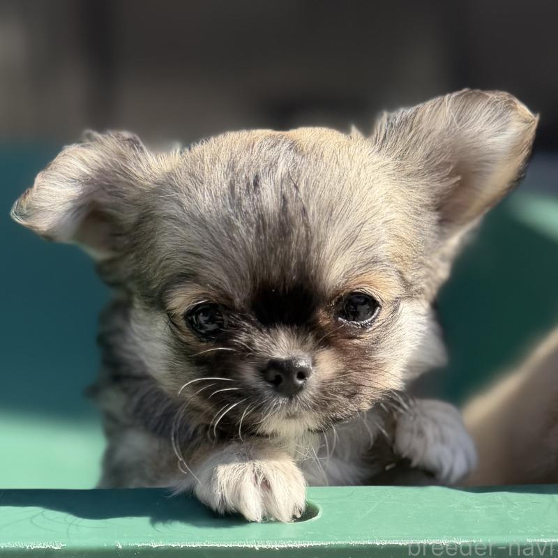 販売中の山梨県のチワワ(ロングコート)-431128の4枚目