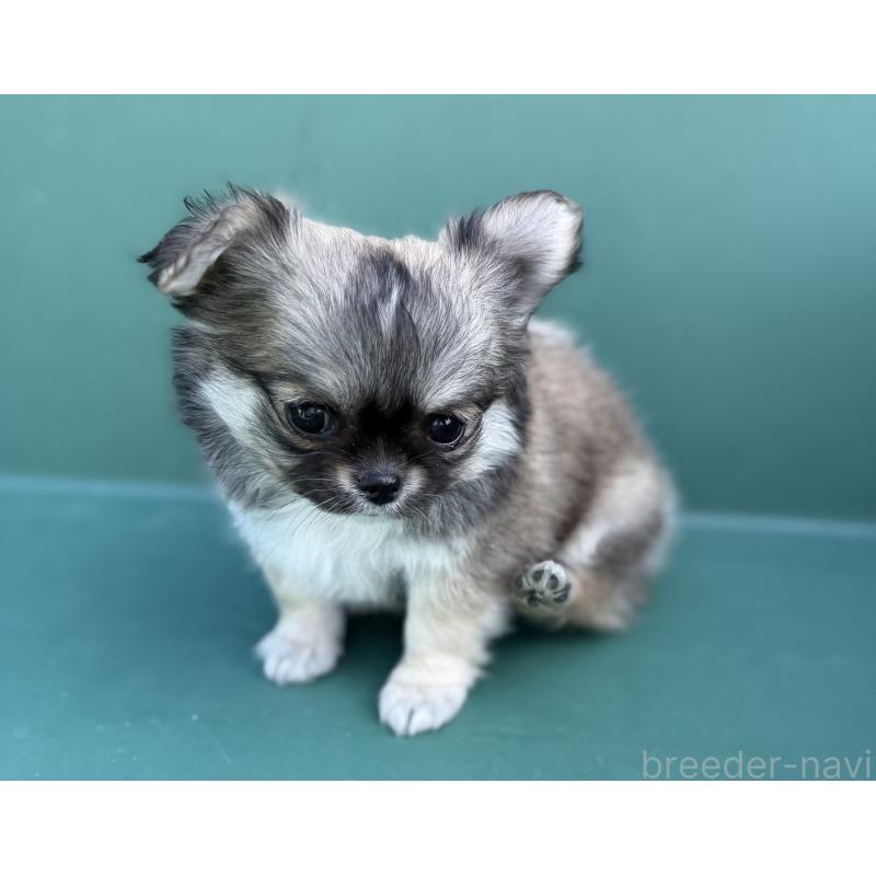 販売中の山梨県のチワワ(ロングコート)-431128の3枚目