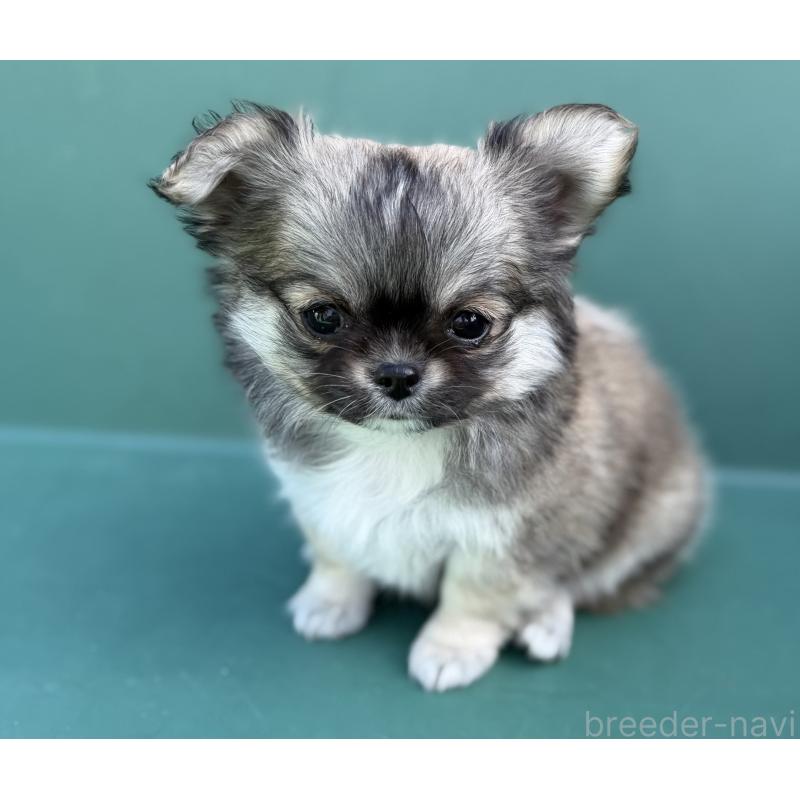 販売中の山梨県のチワワ(ロングコート)-431128の2枚目