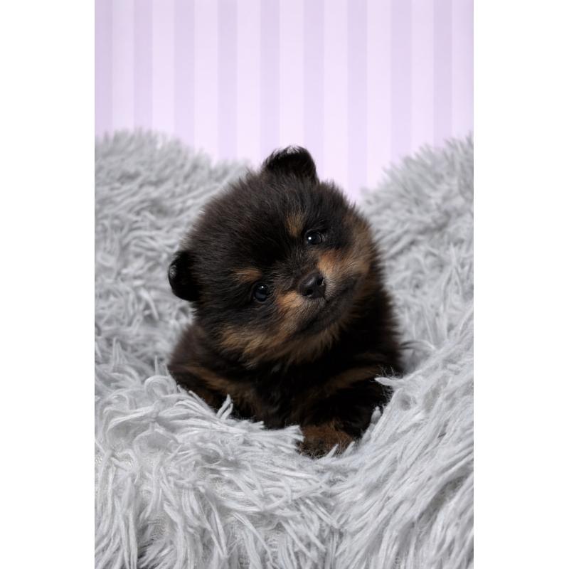 販売中の滋賀県のポメラニアン-444002の7枚目