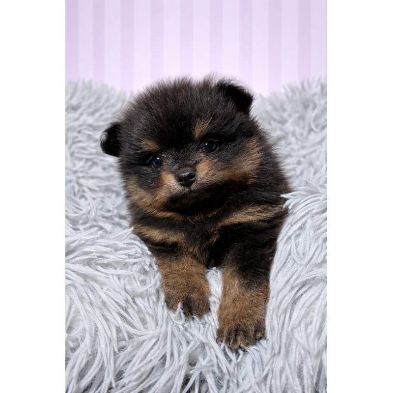 販売中の滋賀県のポメラニアン-444002の6枚目