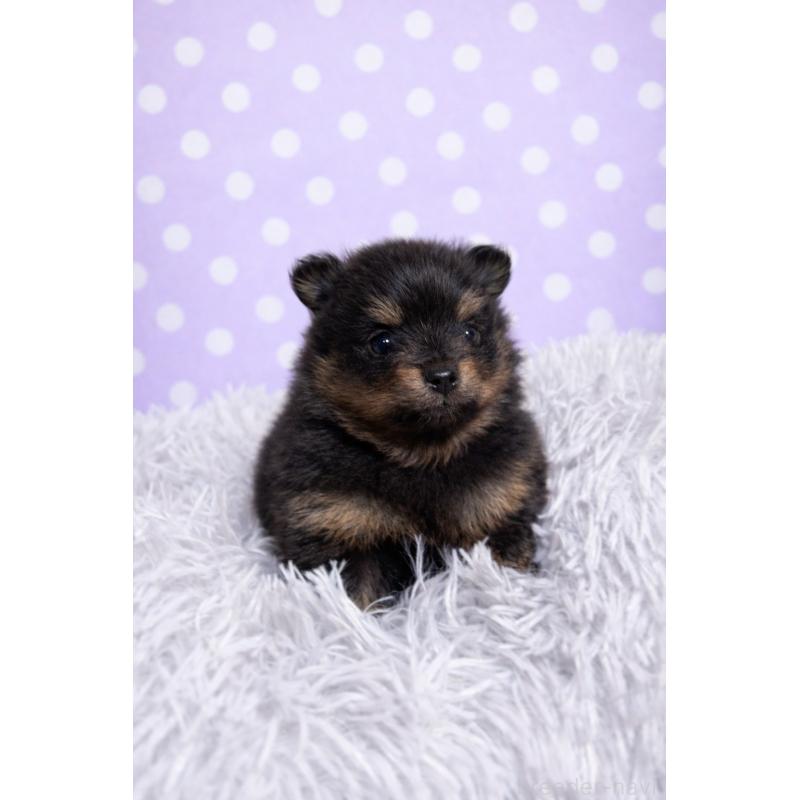 販売中の滋賀県のポメラニアン-444002の4枚目