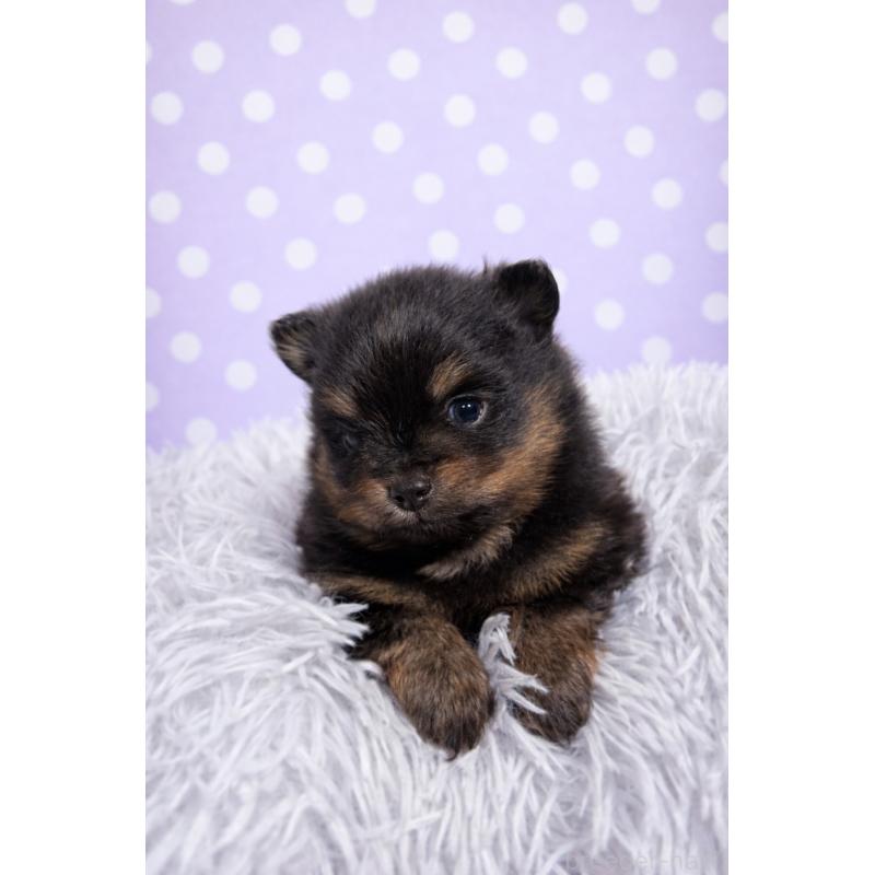 販売中の滋賀県のポメラニアン-444002の2枚目