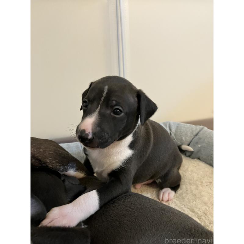 販売中の滋賀県のイタリアングレーハウンド(イタグレ)-439419の13枚目