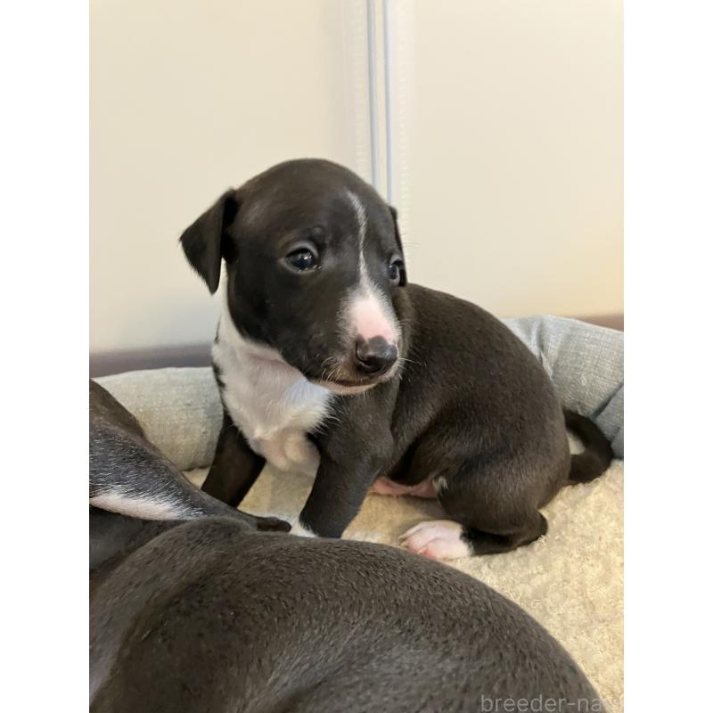 販売中の滋賀県のイタリアングレーハウンド(イタグレ)-439419の12枚目