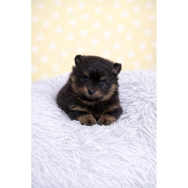 販売中の滋賀県のポメラニアン-444003の4枚目