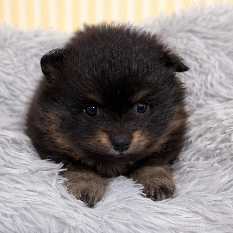 販売中の滋賀県のポメラニアン-444003の1枚目