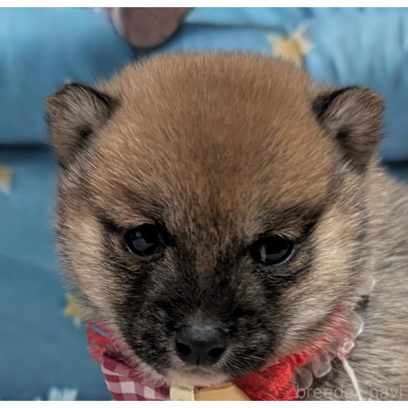 販売中の岡山県の豆柴-444004の5枚目