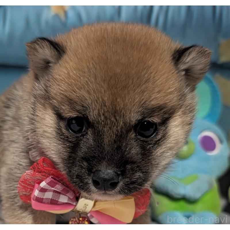 販売中の岡山県の豆柴-444004の2枚目