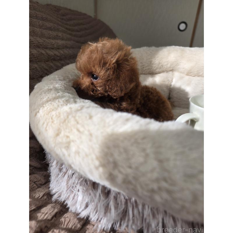 販売中の埼玉県のティーカッププードル-444006の11枚目