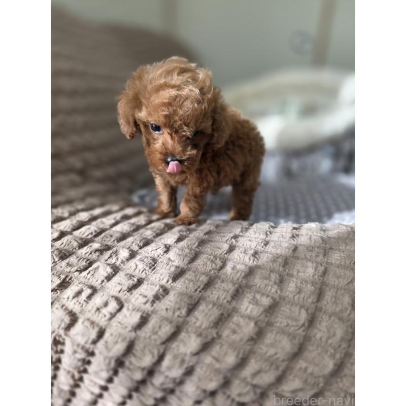 販売中の埼玉県のティーカッププードル-444006の9枚目